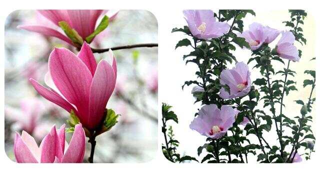 100种绿化Kaiyun 开云带或路边常见的花草树木图名并茂看你认识几种？(图49)