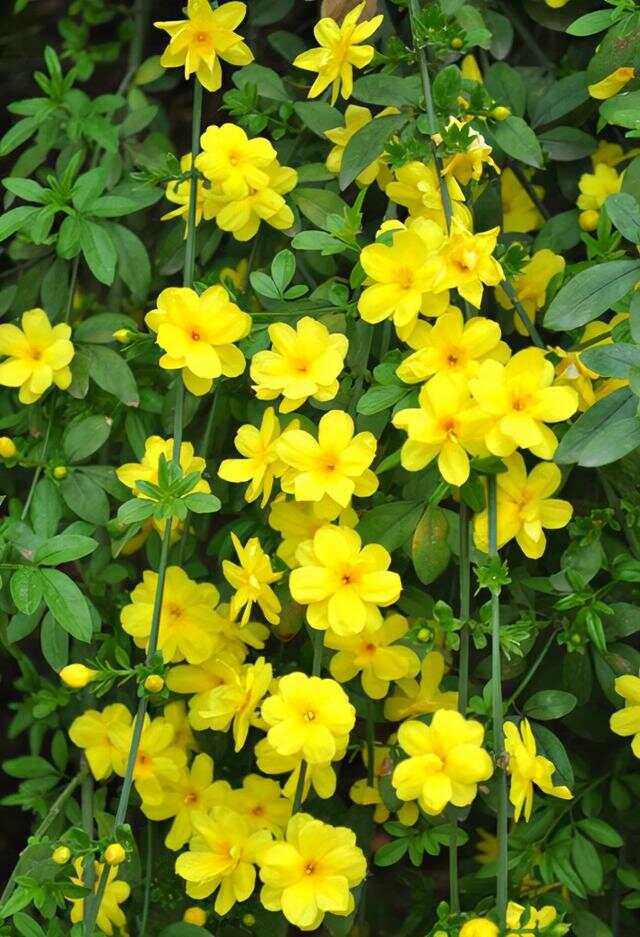 100种绿化Kaiyun 开云带或路边常见的花草树木图名并茂看你认识几种？(图48)