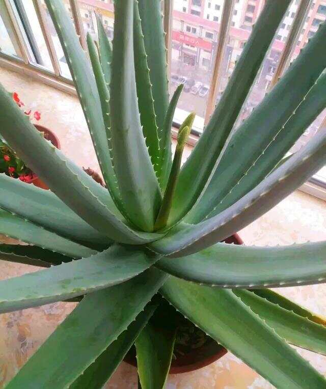 100种绿化Kaiyun 开云带或路边常见的花草树木图名并茂看你认识几种？(图54)