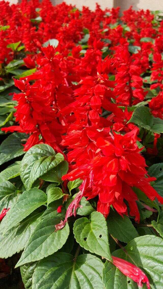 100种绿化Kaiyun 开云带或路边常见的花草树木图名并茂看你认识几种？(图53)