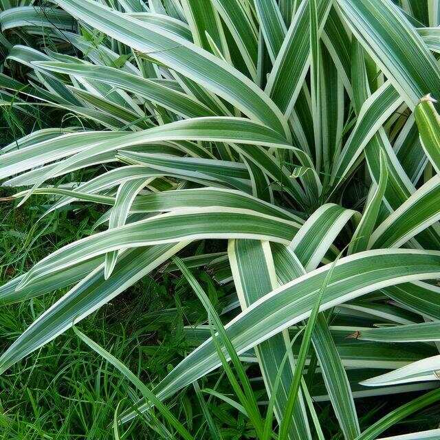 100种绿化Kaiyun 开云带或路边常见的花草树木图名并茂看你认识几种？(图55)