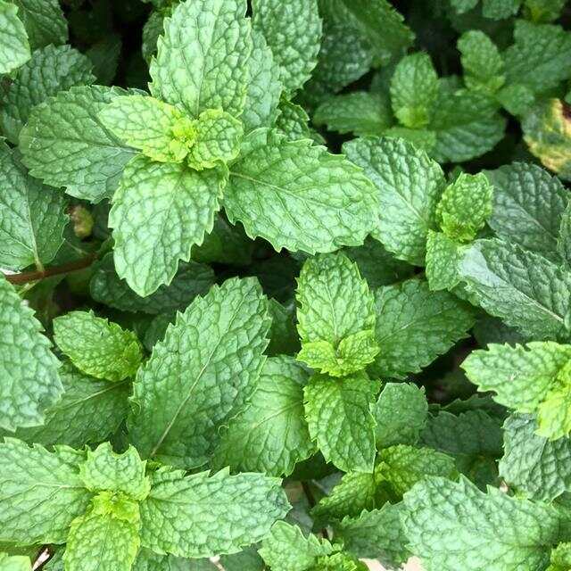 100种绿化Kaiyun 开云带或路边常见的花草树木图名并茂看你认识几种？(图56)