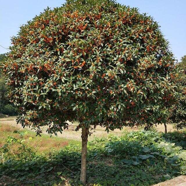 100种绿化Kaiyun 开云带或路边常见的花草树木图名并茂看你认识几种？(图2)