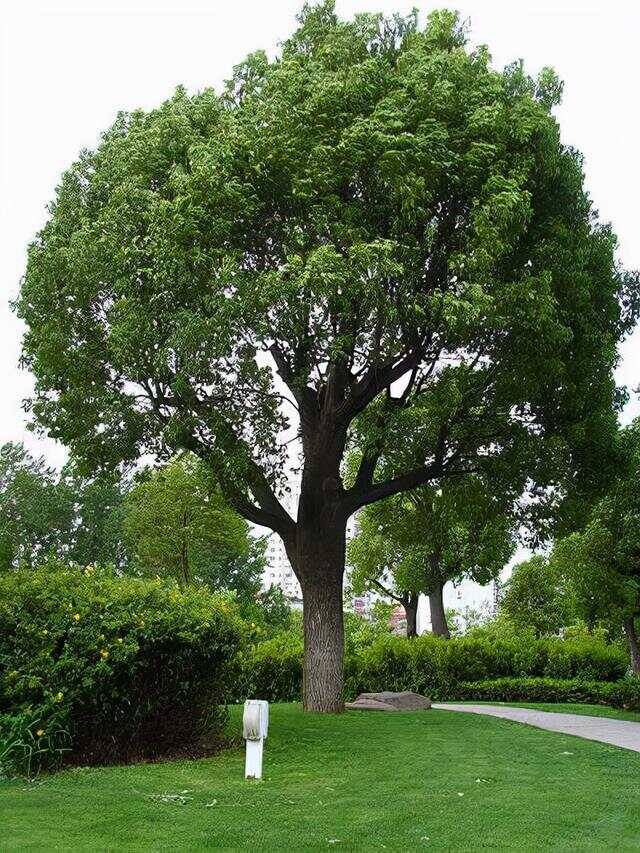 100种绿化Kaiyun 开云带或路边常见的花草树木图名并茂看你认识几种？(图4)