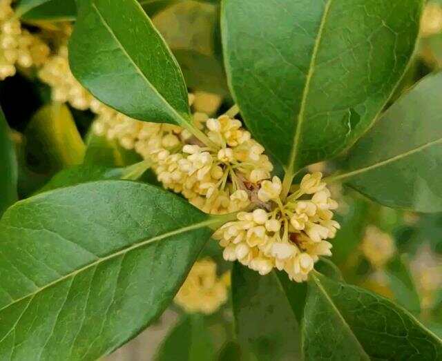 100种绿化Kaiyun 开云带或路边常见的花草树木图名并茂看你认识几种？(图1)
