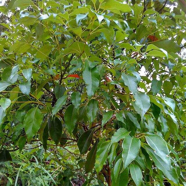 100种绿化Kaiyun 开云带或路边常见的花草树木图名并茂看你认识几种？(图3)
