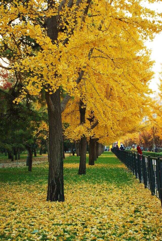 100种绿化Kaiyun 开云带或路边常见的花草树木图名并茂看你认识几种？(图7)