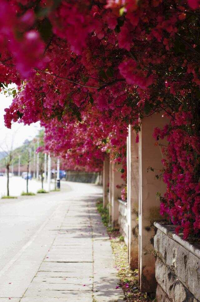 100种绿化Kaiyun 开云带或路边常见的花草树木图名并茂看你认识几种？(图12)