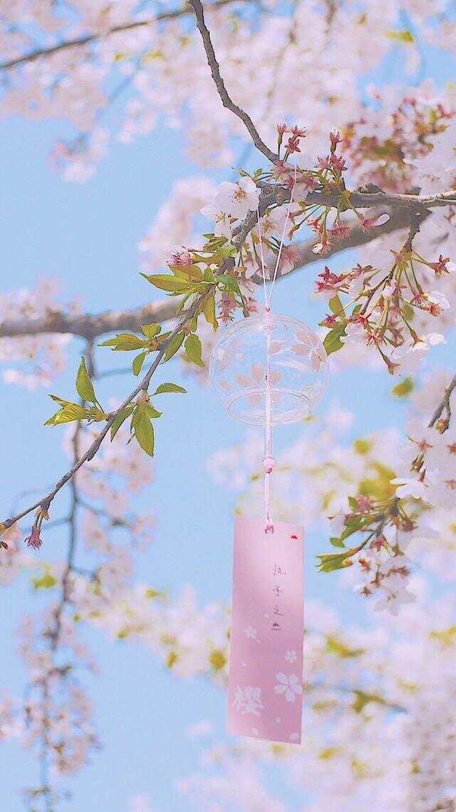 100种绿化Kaiyun 开云带或路边常见的花草树木图名并茂看你认识几种？(图17)