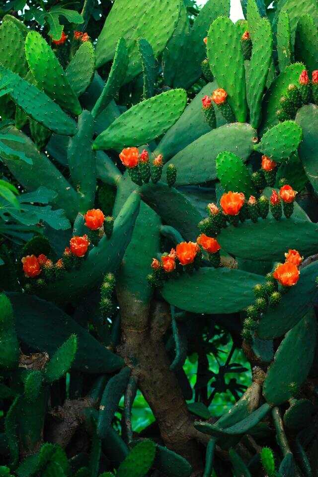 100种绿化Kaiyun 开云带或路边常见的花草树木图名并茂看你认识几种？(图18)