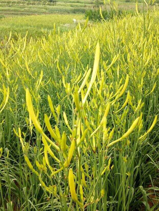 100种绿化Kaiyun 开云带或路边常见的花草树木图名并茂看你认识几种？(图21)