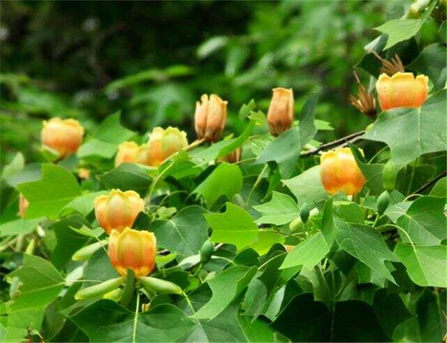100种绿化Kaiyun 开云带或路边常见的花草树木图名并茂看你认识几种？(图24)