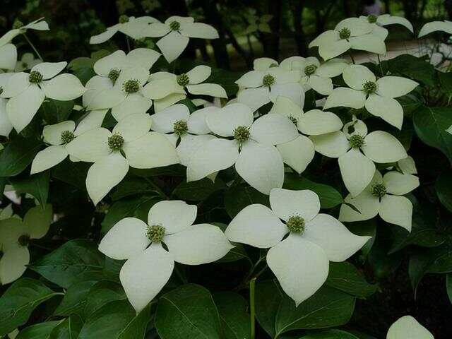 100种绿化Kaiyun 开云带或路边常见的花草树木图名并茂看你认识几种？(图25)