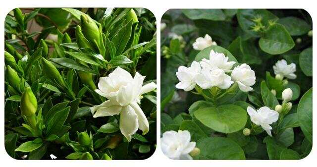 100种绿化Kaiyun 开云带或路边常见的花草树木图名并茂看你认识几种？(图30)