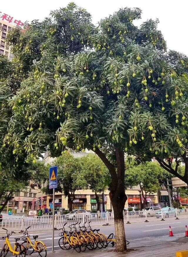 100种绿化Kaiyun 开云带或路边常见的花草树木图名并茂看你认识几种？(图34)