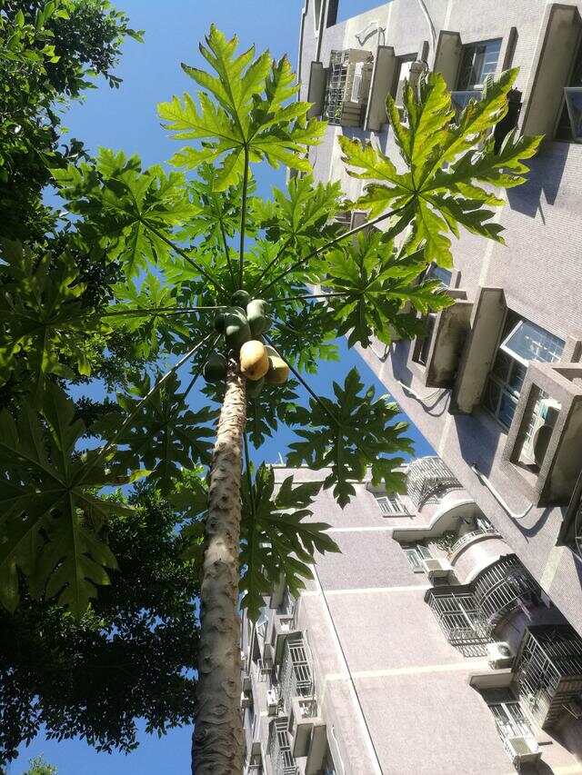 100种绿化Kaiyun 开云带或路边常见的花草树木图名并茂看你认识几种？(图35)