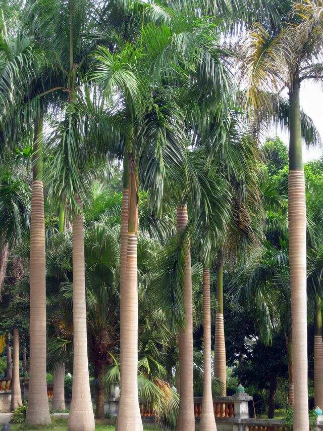 100种绿化Kaiyun 开云带或路边常见的花草树木图名并茂看你认识几种？(图37)
