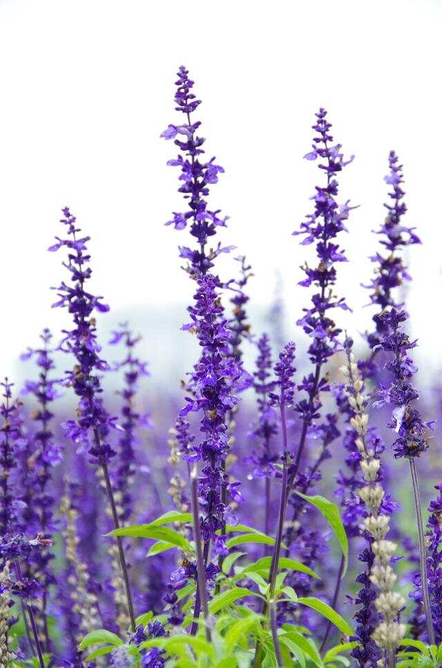 100种绿化Kaiyun 开云带或路边常见的花草树木图名并茂看你认识几种？(图43)