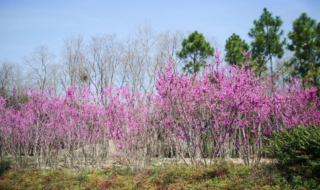 开云体育 开云平台蝶舞纷飞、花海漫游家门口的“梦中情园”6月开放！(图2)