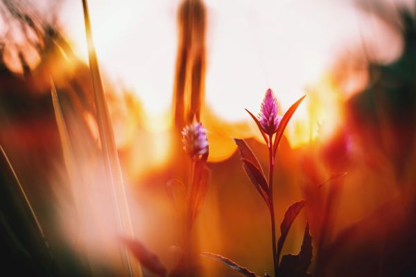 开云 开云体育官网绿化专业资质(园林绿化设计资质)(图1)
