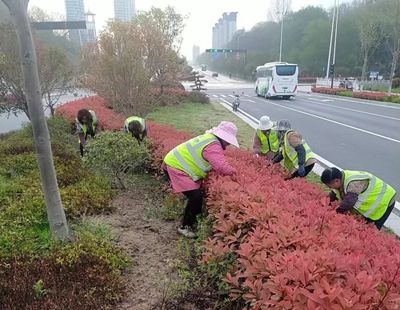 开云体育 开云官网织密“绿网” 向美而行——信阳市中心城区扎实推进冬春绿化提品质(图4)