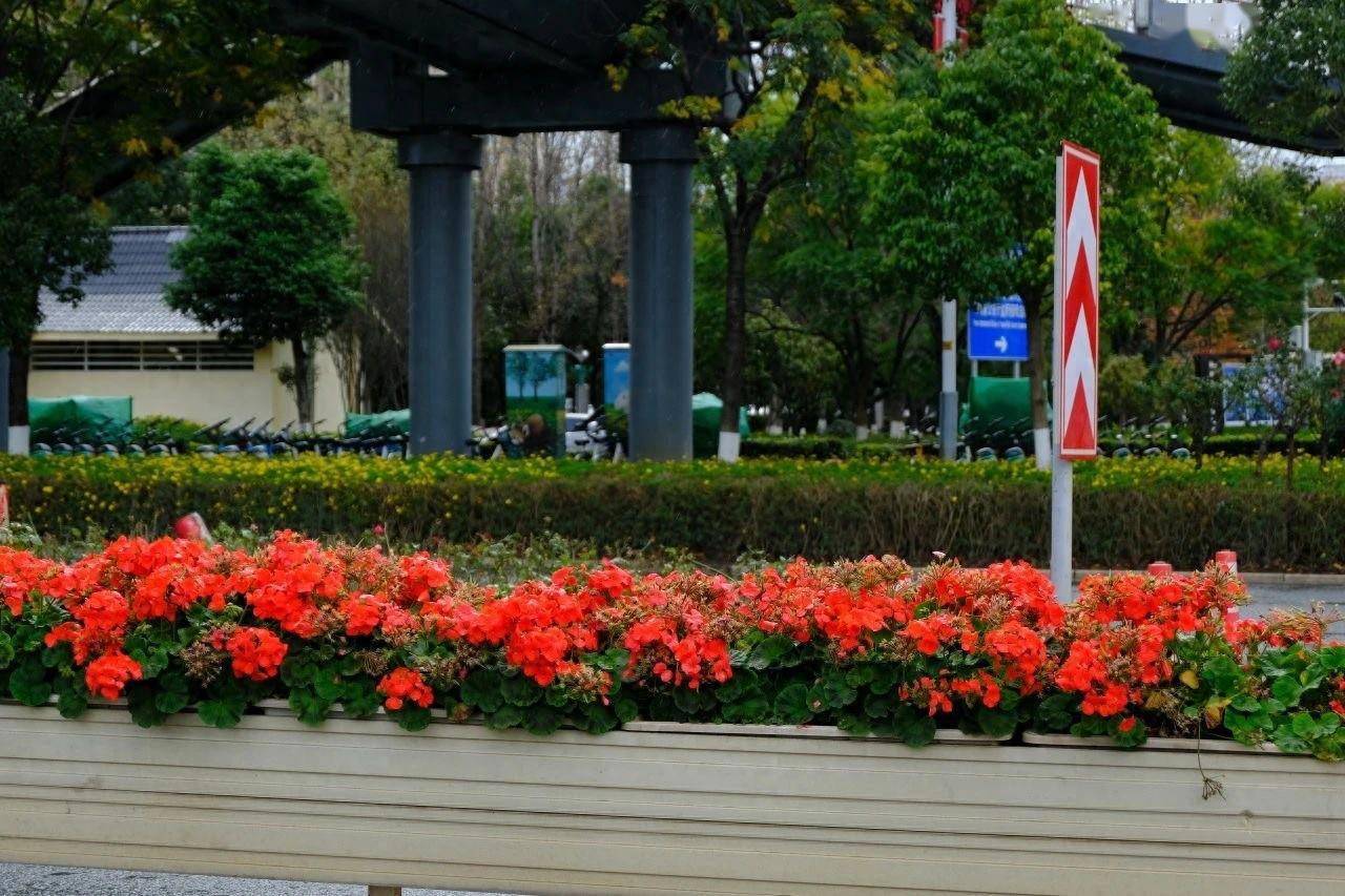 昆明今年将推出第二批开放共享绿地 让二环挂花实现“鲜花常开Kaiyun 开云”(图1)