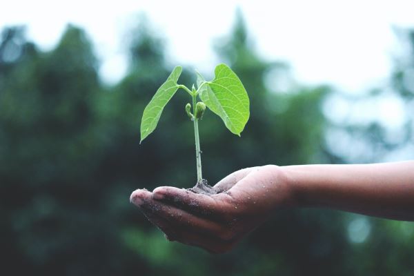 造林绿Kaiyun 开云化规划(2023植树节主题活动方案10篇)(图3)