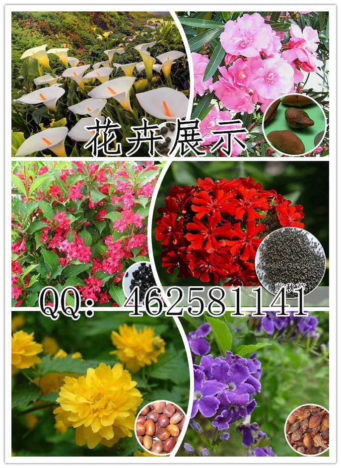 开云体育 Kaiyun.com 官网入口福山区道路绿化花草植物设计图(图1)