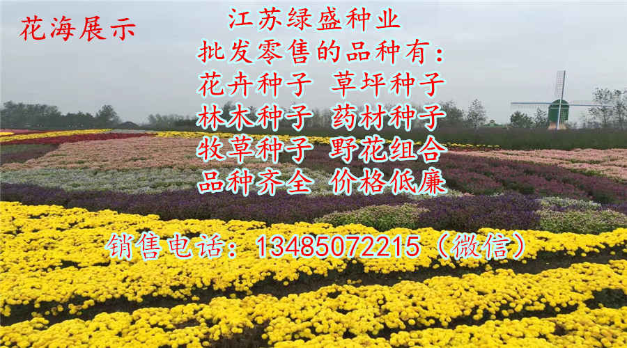 开云体育 Kaiyun.com 官网入口福山区道路绿化花草植物设计图(图2)