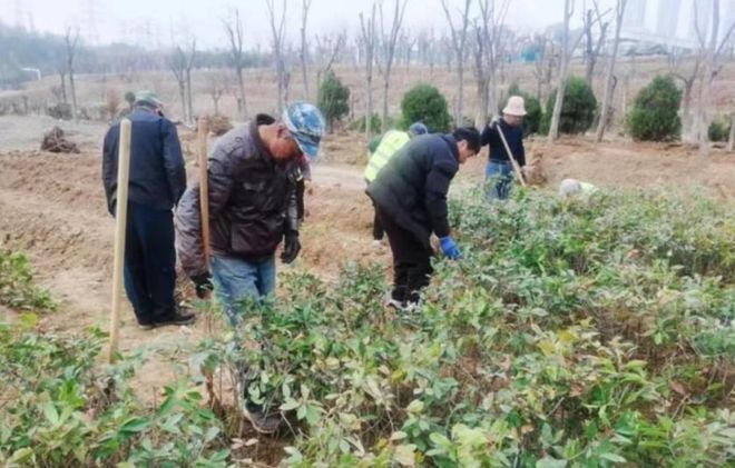开云 开云体育平台烟台：加强春季绿化养护 提升园林景观效果(图3)