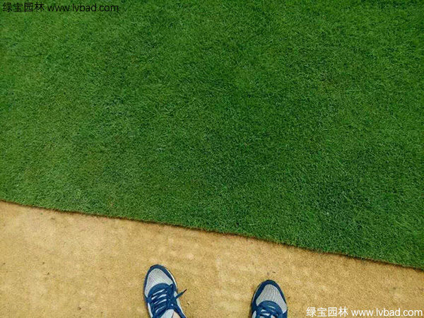 开云 开云体育官网种植草坪价格大约是多少钱一平方(图3)