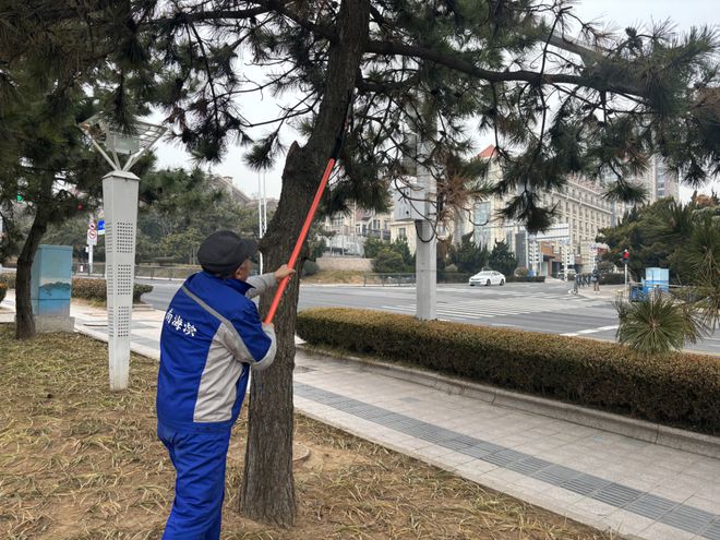 青岛市市南区 融“绿”Kaiyun 开云于城翻开绿化养护新画卷(图5) 青岛市市南区 融“绿”Kaiyun 开云于城翻开绿化养护新画卷(图5)
