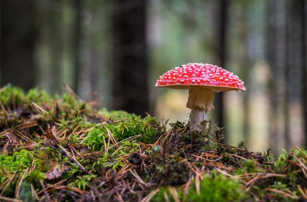 绿化员职开云 开云体育官网责(绿化施工员岗位职责)(图1)