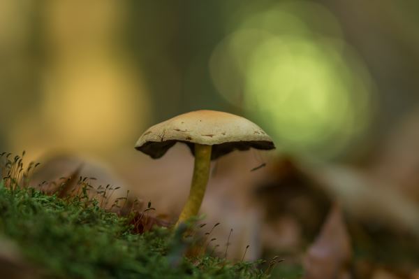 绿化员职开云 开云体育官网责(绿化施工员岗位职责)(图2)
