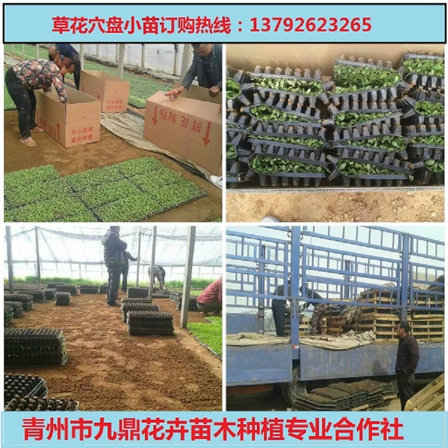 绿化苗木_生态旅游_金农网开云 开云体育平台(图1)