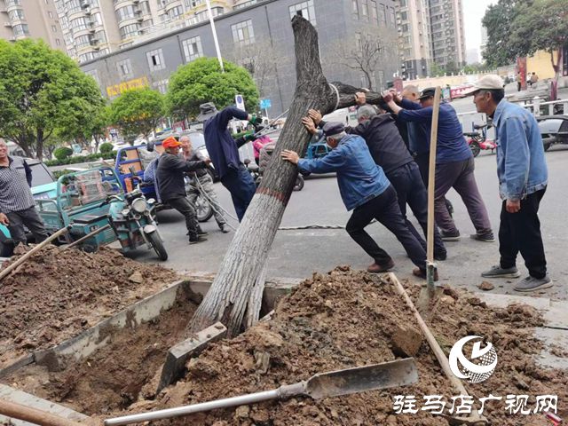 开云APP 开云官网入口驻马店市园林绿化处开展死树枯枝集中清理行动(图1)