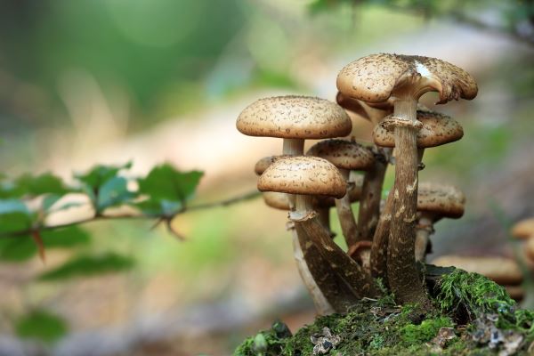 广场绿化树种(常见的乔开云 开云体育官网木植物有哪些)(图3)