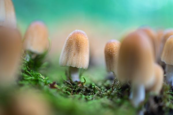 开云体育 开云官网屋顶绿化覆土(立体绿化实施方案)(图3)