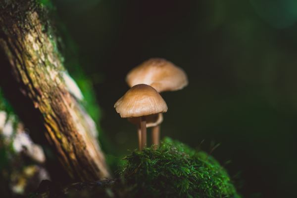 开云 开云体育平台上海绿化设计公司(上海泰佳景观设计工程有限公司怎么样)(图1) 开云 开云体育平台上海绿化设计公司(上海泰佳景观设计工程有限公司怎么样)(图1)