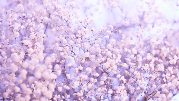 Kaiyun 开云安徽园林绿化资质平台(绿化二级资质介绍)(图2)