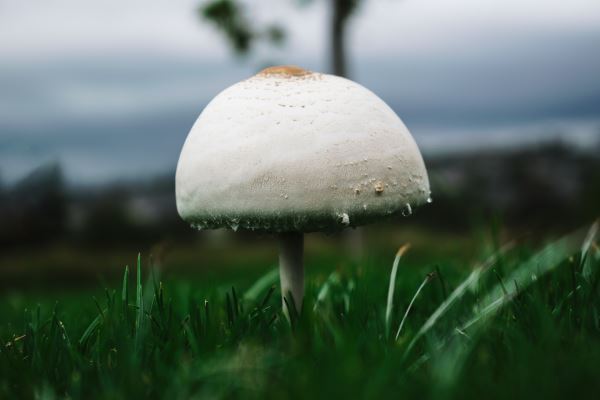 庭院绿化要点(森林别墅的设计要点有哪些注意事项与细节是什么)开云体育 Kaiyun.com 官网入口(图3)