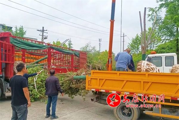 开云APP 开云官网入口不负春日好时光 园林绿化养护忙 - 安康新闻网(图5)