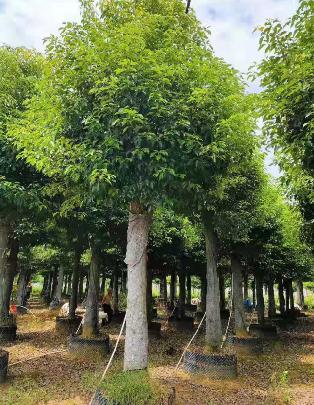 花木产业网如何选择Kaiyun 开云园林绿化的苗木品种？(图4)