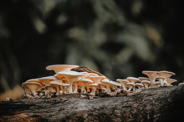 Kaiyun 开云体育庭院绿化布局(庭院设计：简洁、精炼、层次感强)(图2)