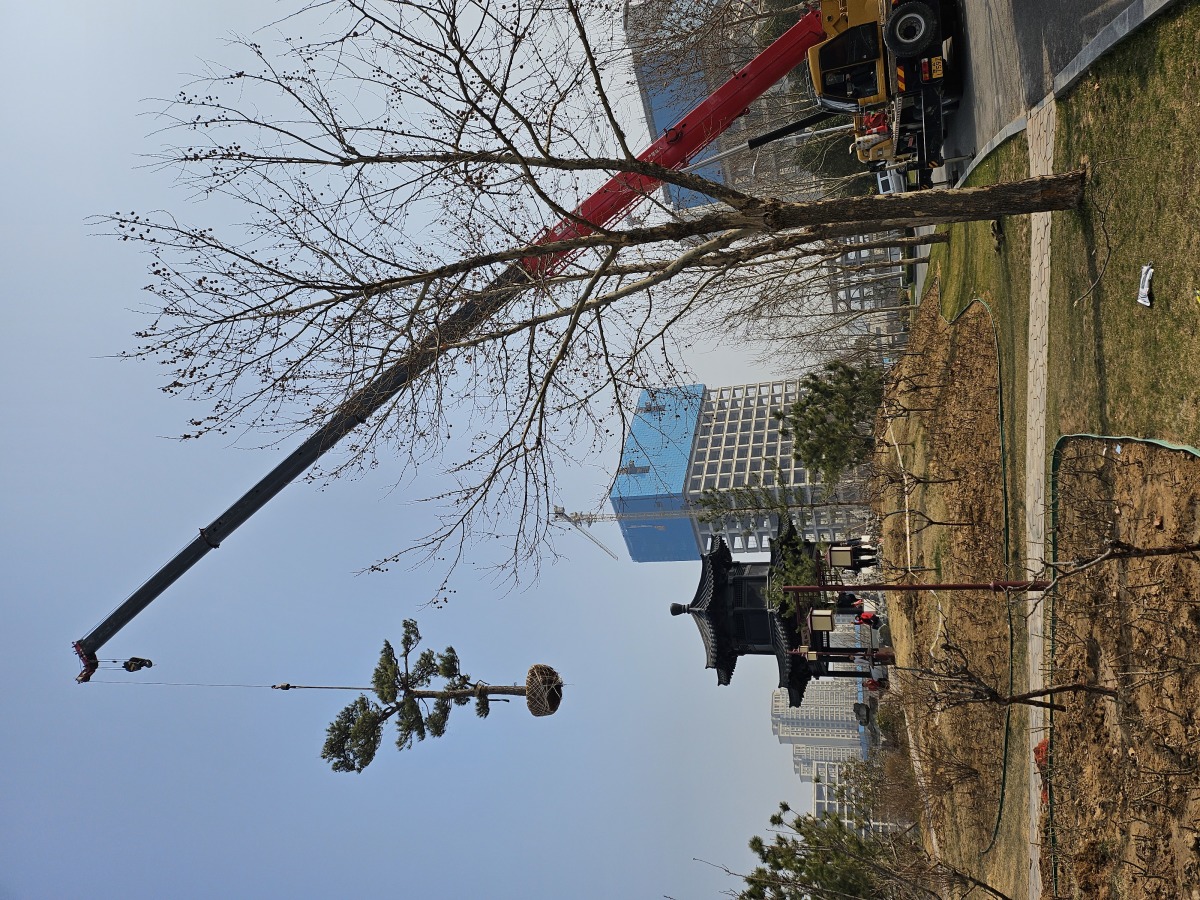 Kaiyun 开云体育南环公园：提前谋划抓时机 增绿提质添新彩(图1)