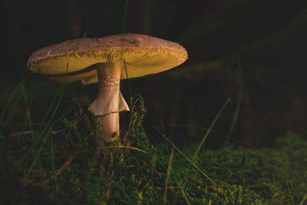 绿化设计思路(商业开云 开云体育官网景观设计需要有什么思路)(图1)