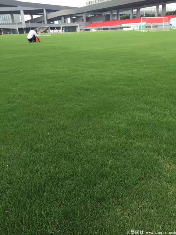 绿化草开云体育 开云官网坪成本多少钱一平(图2)