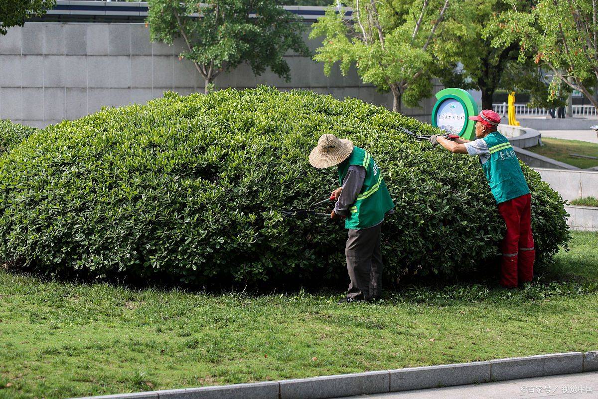 开云 开云体育平台如何报考园林绿化工程师？考证时间、条件、流程、就业方向详解！(图3)