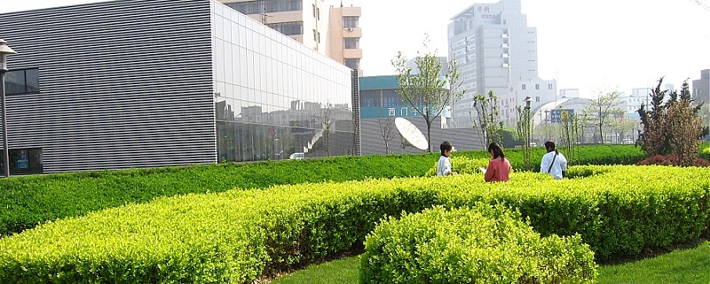 常见路边绿化植开云体育 开云官网物有哪些(图1)