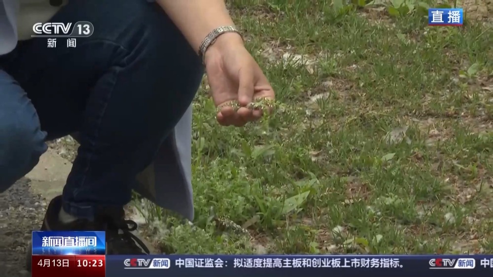 北方多地进入杨柳飞絮高发期 如何科学治理？开云 开云体育平台(图2)
